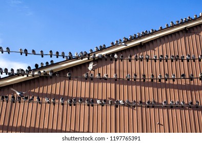 Multiple pigeons resting.