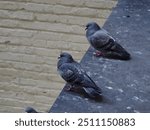 Multiple pigeons sitting on black ledge