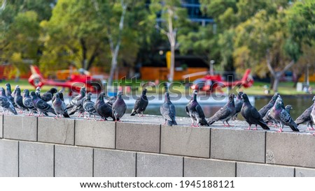 Multiple pigeons are standing on a wall with two red helicopters in the background on the banks of the Yarra River in Melbourne, Australia