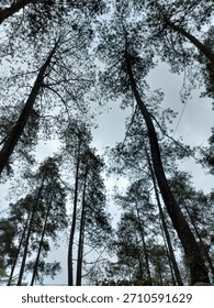 Multiple pine trees stretching upward with majestic height.