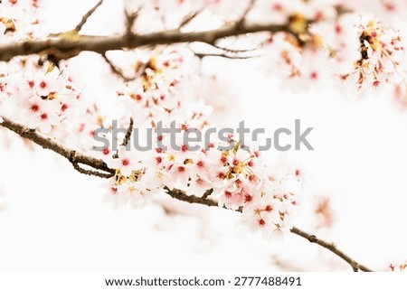 Multiple pink cherry blossom branches crossing diagonally against a bright overexposed sky, a spring bloom concept.