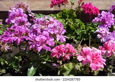 Multiple pink flowers of ivy-leaved pelargonium in July - Shutterstock ID 2254287783