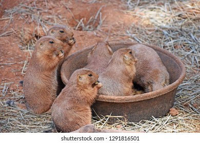 Multiple Prairie Dogs Eating