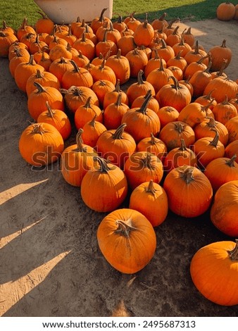 Multiple Pumpkins in a grouping