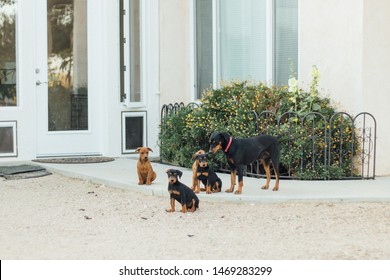 Multiple Puppies By A House In The Desert