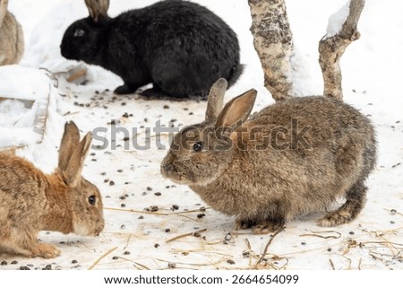 Multiple rabbits of different colors foraging on snowy forest ground, natural light photo, winter wildlife behavior concept