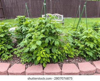 Multiple raspberry plants grow in a neat row within a backyard raised bed. The garden is enclosed with a fence and features a white bench nearby