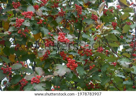 Multiple red berries in the leafage of Sorbus aria in October