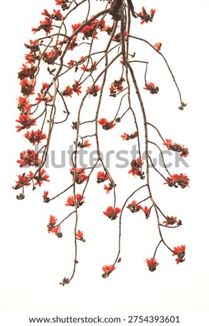 Multiple red cotton tree flowers blooming on thin branches against bright sky background. Natural tropical floral pattern.