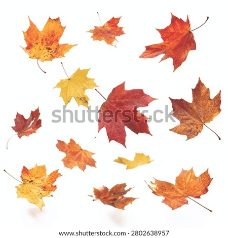 Multiple red, orange, and yellow maple leaves falling on a clean white background.