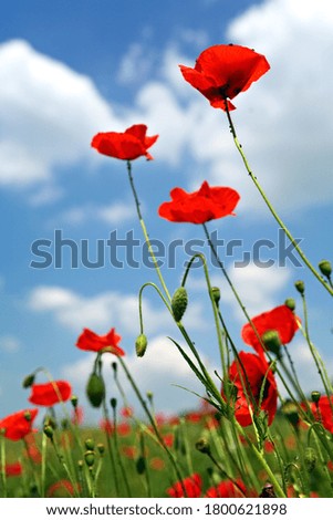 Similar – Blumenwiese | Mohnblumen und Hundskamille vor blauem Himmel