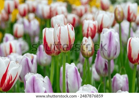 Similar – Image, Stock Photo Yellow tulip flowers bend exhausted and prepare to fade away