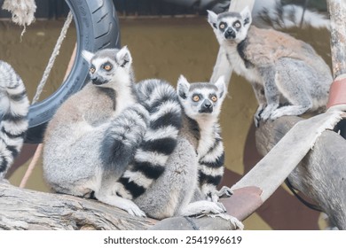 multiple ring-tailed lemurs perched in a cozy den - Powered by Shutterstock