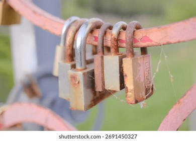Multiple rusted locks are affixed to a painted metal fence.