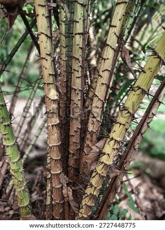 Multiple salak palm stems covered with sharp thorns growing closely together in a tropical plantation.
