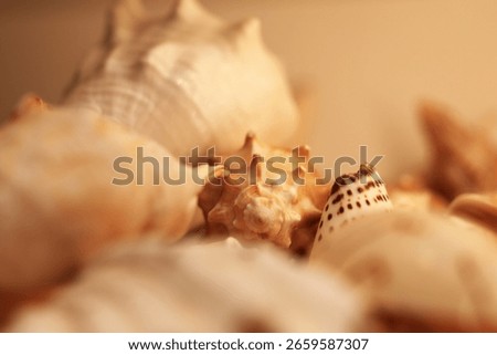 Multiple seashells close up in a warm light