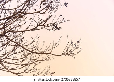 Multiple small birds silhouetted while perching on the thin, bare branches of a tree against a bright sky.