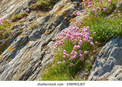 Armeria の画像 写真素材 ベクター画像 Shutterstock