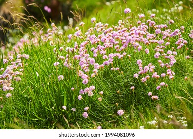 Armeria の画像 写真素材 ベクター画像 Shutterstock