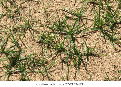 Multiple small clusters of thin green grass blades sprouting from dry sandy beige-colored soil, photographed from above in bright sunlight. The star-shaped grass tufts cast delicate shadows on the textured sandy ground. Represents concepts of growth, new beginnings, land restoration, reforestation, dry season gardening, and early plant development.