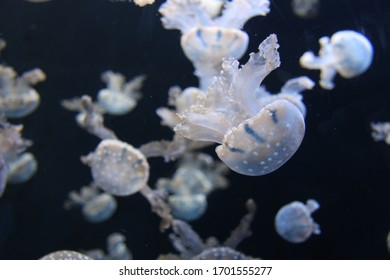 Multiple Small Mushroom Cap Jellyfish (rhopilema Verrilli) Floating In The Dark Water Tank