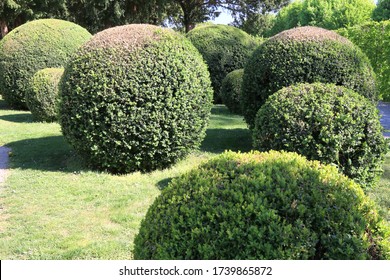 337 Shrubs round form Images, Stock Photos & Vectors | Shutterstock