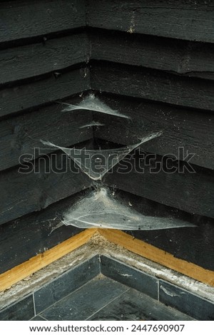 Multiple spiders web in a corner by black walls.