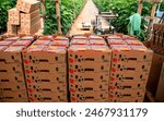 Multiple stacks of raspberries packed in clear plastic containers, organized in cardboard boxes, inside the storage area of ​​a greenhouse. The careful arrangement and vibrant raspberries stand out.