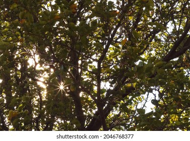MULTIPLE SUNBURSTS THROUGH LEAVES OF A TREE