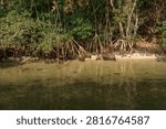 Multiple thick green mangrove trees with long exposed wooden prop roots stand in clear, shallow water along a sandy shoreline on a bright sunny day. The tangled plant roots grow downward into the sand beneath the transparent water, creating sharp reflections on the calm liquid.