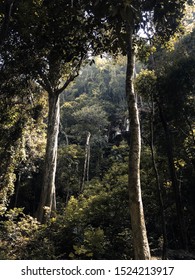 Multiple trees in a forest