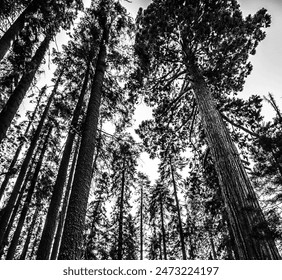 multiple trees with tall and long leaves in black and white colors minimalist natural texture - Powered by Shutterstock