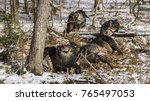 Multiple turkeys in the woods