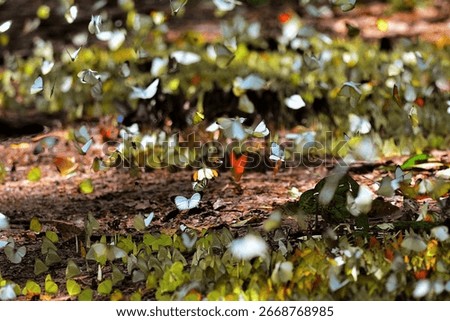 Multiple types of butterfliesflying and resting on the forest ground at Kaeng Krachan National Park Thailand
