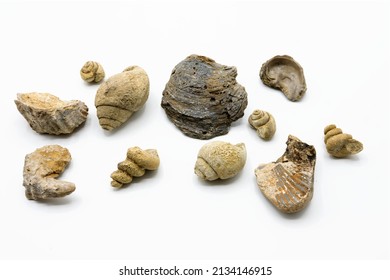 Multiple And Various Marine Fossils Such As Shells, Conches Isolated On White Background