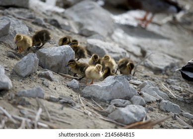 Multiple Yellow And Brown Ducklings Gathered Around Pale Rocks On The Sand. 