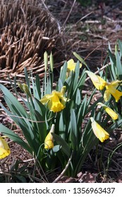 multiple yellow daffodil buds and blooms 