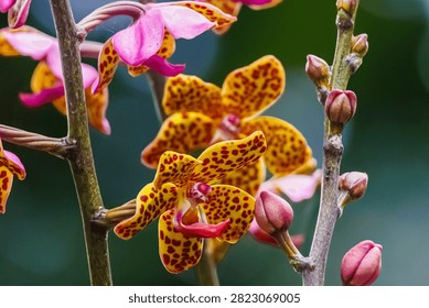 Multiple yellow spotted leopard orchids blooming on stems with young flower buds in macro focus.