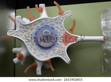 Multipolar Neuron Cell Body Model