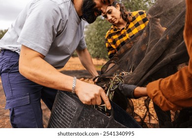 Multiracial and multigenerational farmers working together, collecting olives from harvesting nets in an olive grove, showcasing teamwork and expertise in olive oil production - Powered by Shutterstock