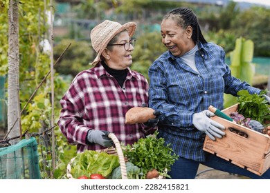 Multiracial senior women having fun together during harvest period in the garden - Farmer female friends picking up fresh organic vegetables - Powered by Shutterstock