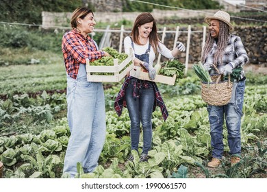 Multiracial Senior Women Holding Wood Box With Fresh Vegetable And - Senior People Having Fun Working Together At Agriculture Farm - Harvesting Period