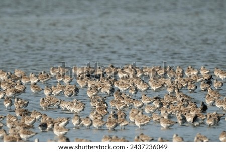 A multitude of birds, likely sandpipers, congregate in the shallow waters, their speckled plumage blending seamlessly with the gentle ripples, creating a tapestry of life in motion.