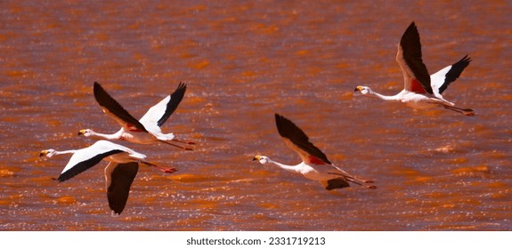 Una multitud de flamencos; Laguna Colorado, flamingo andino y reflexión de montaña; Laguna Chaxa, Chile; plumas de flamingo, flamencos y nubes de baja intensidad; Bolivia; Flamingos en vuelo; Laguna Colorado