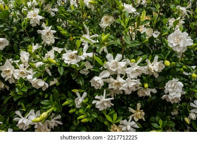 Multitude Of Gardenia Blooms On Bush In Front Of Suburban Home