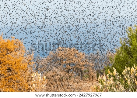 a multitude of starling in the sky