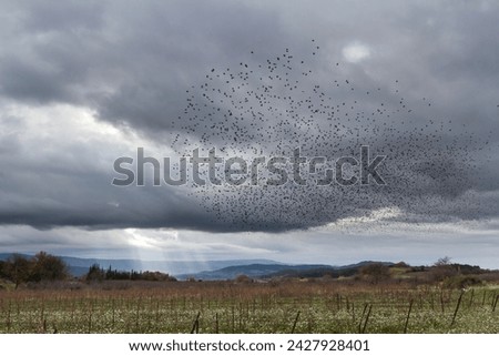 a multitude of starling in the sky
