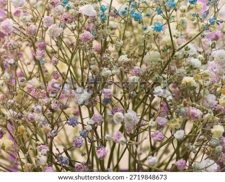 multitude of very small multi colored flowers in pastel shades