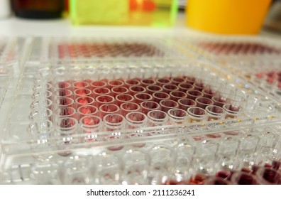 Multiwell Plate With Results Of Biological MTT Assay Aimed To Assess Hepatotoxicity Of Novel Drug.