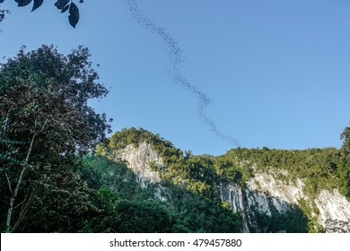 Mulu National Park - Bats Exiting Cave